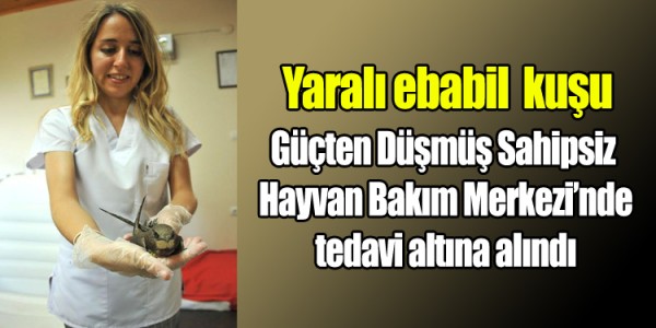 Yaralı ebabil tedavi ediliyor