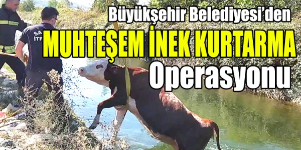 Büyükşehirden muhteşem inek operasyonu