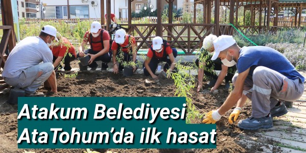 Atakum Belediyesi AtaTohum’da ilk hasat