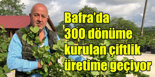 Bafra’da 300 dönüme kurulan çiftlik üretime geçiyor
