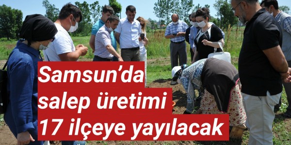 Samsun’da salep üretimi 17 ilçeye yayılacak 