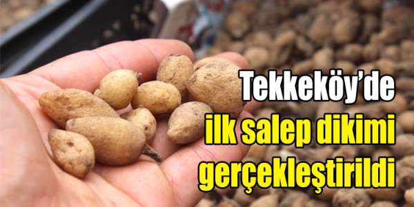 Tekkeköy’de ilk salep dikimi gerçekleştirildi