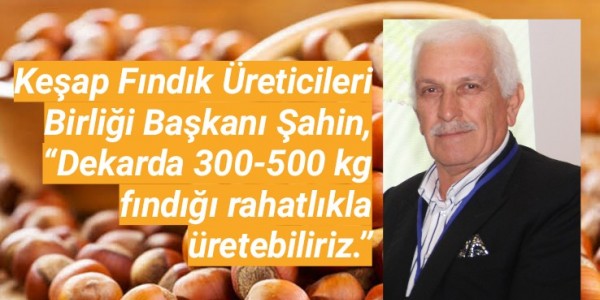 Keşap Fındık Üreticileri Birliği Başkanı Şahin, “Dekarda 300-500 kg fındığı rahatlıkla üretebiliriz.”