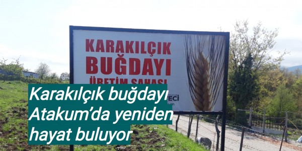 Karakılçık buğdayı Atakum’da yeniden hayat buluyor