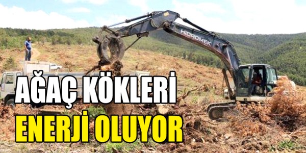 AĞAÇ KÖKLERİ ENERJİ OLUYOR