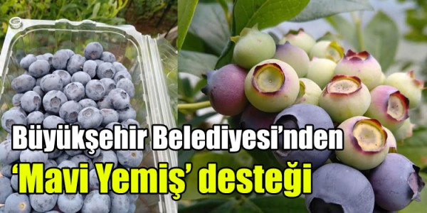 Büyükşehir Belediyesi’nden ‘Mavi Yemiş’ desteği