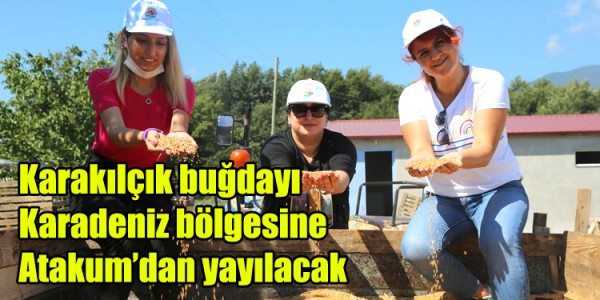Karakılçık buğdayı Karadeniz bölgesine Atakum’dan yayılacak