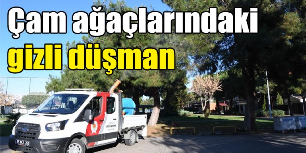 Çam ağaçlarındaki gizli düşman