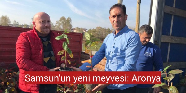 Samsun’un yeni meyvesi Aronya