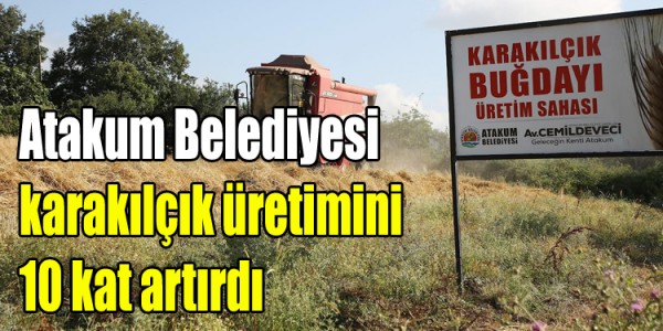 Atakum Belediyesi karakılçık üretimini 10 kat artırdı