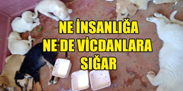 NE İNSANLIĞA NE DE VİCDANLARA SIĞAR