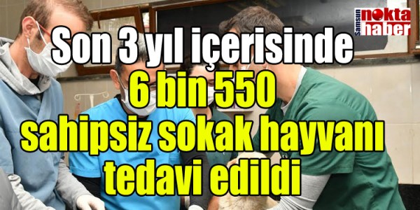 Son 3 yıl içerisinde 6 bin 550 sahipsiz sokak hayvanı tedavi edildi