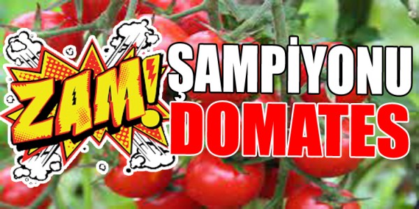 zam sampiyonu domates