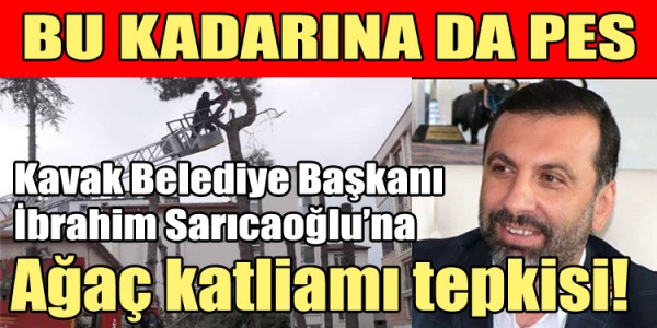 Kavak Belediye Başkanı İbrahim Sarıcaoğlu’na Ağaç katliamı tepkisi!