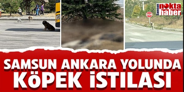 Samsun Ankara Yolunda Köpek İstilası