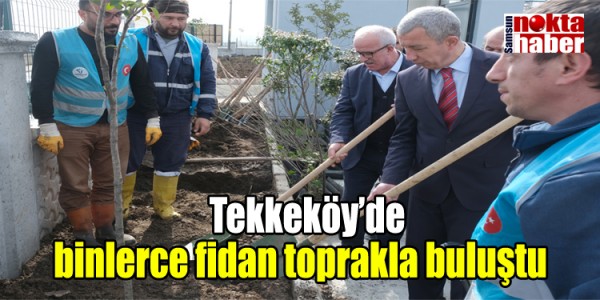   Tekkeköy’de binlerce fidan toprakla buluştu