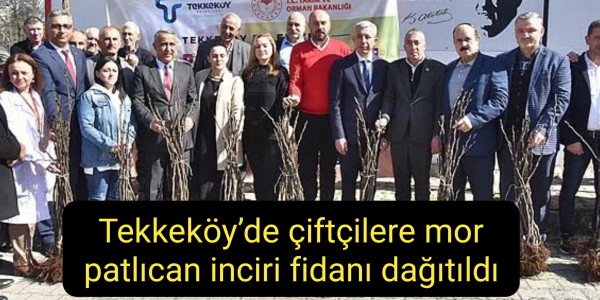 Tekkeköy’de çiftçilere mor patlıcan inciri fidanı dağıtıldı