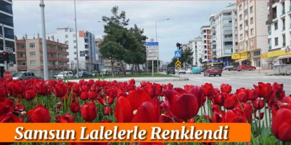 Samsun lalelerle renklendi