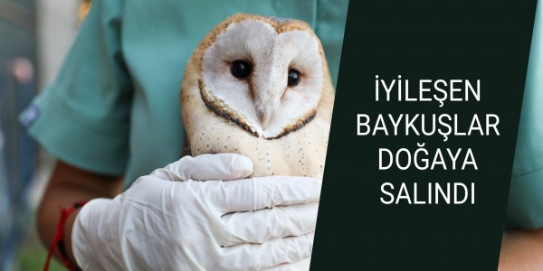 İYİLEŞEN BAYKUŞLAR DOĞAYA SALINDI