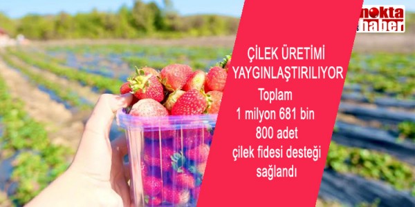 BÜYÜKŞEHİR’İN DESTEĞİYLE ÇİLEK ÜRETİMİ YAYGINLAŞTIRILIYOR