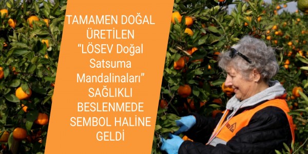 TAMAMEN DOĞAL ÜRETİLEN “LÖSEV Doğal Satsuma Mandalinaları” SAĞLIKLI BESLENMEDE SEMBOL HALİNE GELDİ
