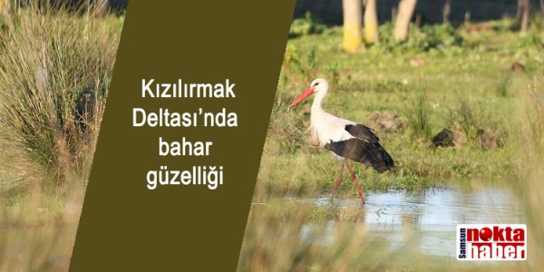 Kızılırmak Deltası’nda bahar güzelliği
