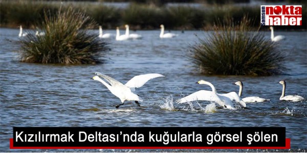Kızılırmak Deltası’nda kuğularla görsel şölen