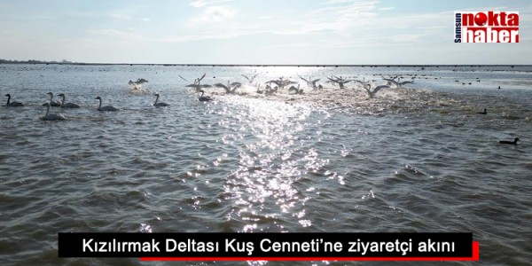 Kızılırmak Deltası Kuş Cenneti’ne ziyaretçi akını