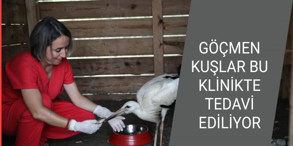 GÖÇMEN KUŞLAR BU KLİNİKTE TEDAVİ EDİLİYOR