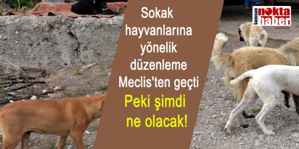 Sokak hayvanlarına yönelik düzenleme Meclis'ten geçti Peki şimdi ne olacak!