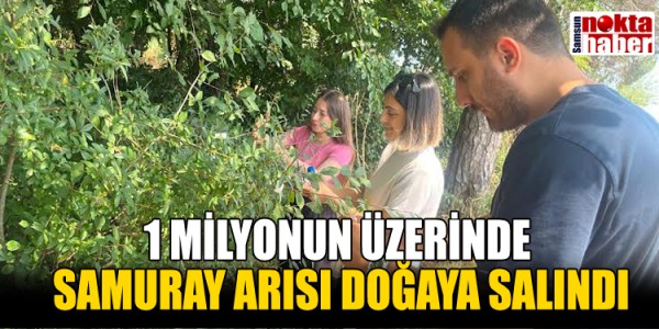 1 MİLYONUN ÜZERİNDE SAMURAY ARISI DOĞAYA SALINDI
