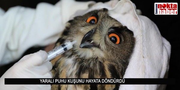 YARALI PUHU KUŞUNU HAYATA DÖNDÜRDÜ