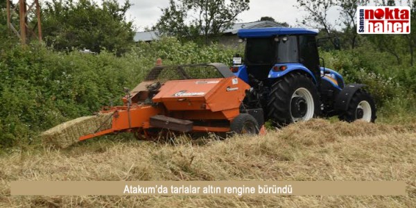 Atakum’da tarlalar altın rengine büründü